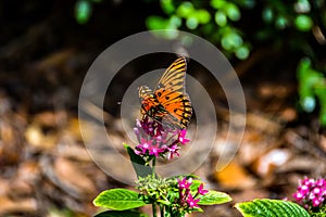 Orange butterfly