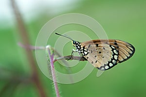 An Orange Butterfly Acraea terpsicore