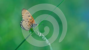An Orange Butterfly Acraea terpsicore