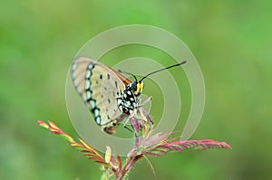 An Orange Butterfly Acraea terpsicore