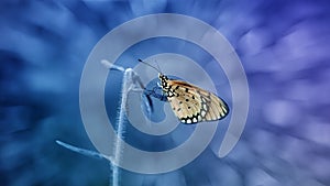 An Orange Butterfly Acraea terpsicore