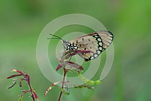 An Orange Butterfly Acraea terpsicore