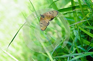 An Orange Butterfly Acraea terpsicore