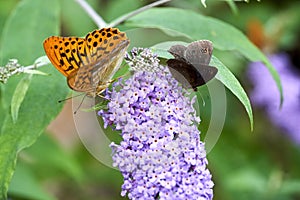 Orange butterfly aglaia Argynnis aglaja posed on a flower sucking nectar photo