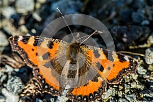 Orange butterfly - Aglais urticae