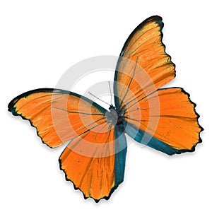 Orange butterfly