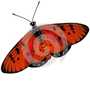 orange butterfly with big wings lady butterfly wing sweeping over on white