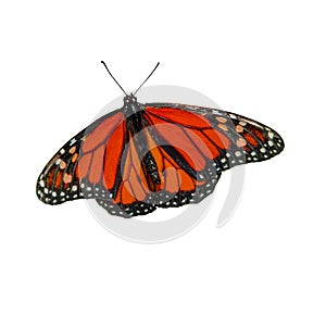 orange butterfly with big wings lady butterfly wing sweeping over on white
