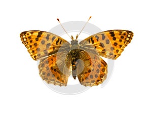 Orange butterfly with black dots and open wings in a top view as a flying insect butterflies. Breed Argynnis niobe