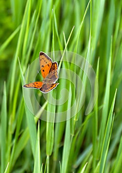 Orange butterfly with black dots scarce copper Lycaena virgaureae, female on a background grass in garden