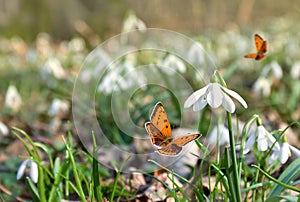 Orange butterfly with black dots scarce copper  Lycaena virgaureae  onwhite snowdrops Galanthus nivalis in spring time photo