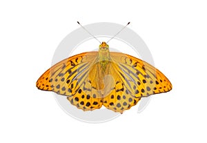 An orange butterfly with black spots Argynnis aglaja and outstretched wings in a top view, isolated on a white background