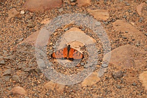 Orange Butterfly with black spots sitting on brown sand and rocks - Abstract background