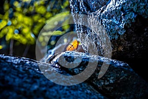 Orange butterfly on the blue rock