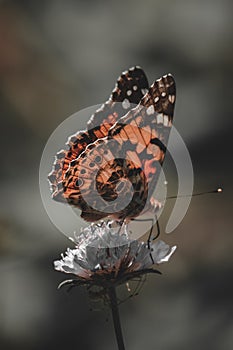 Orange butterfly and bright summer flowers on a background of blue foliage in a fairy garden. Macro artistic image.