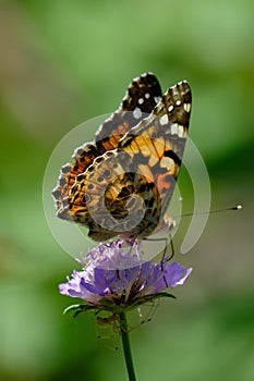 Orange butterfly and bright summer flowers on a background of blue foliage in a fairy garden. Macro artistic image.