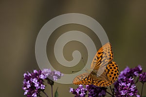 Orange butterfly photo