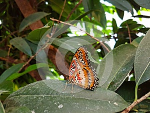 Orange Butterfly - Cethosia biblis