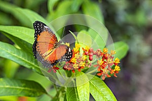 An orange butterfly Cethosia biblis on the flowers of a shrub