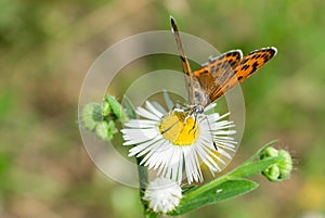 The orange butterfly on a chamomile flower