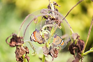 orange butterfly couple on dry flower at spring