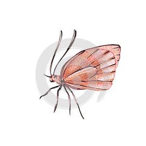 Orange butterfly with detailed wings isolated on white background. Watercolor hand draw realistic llustration for design