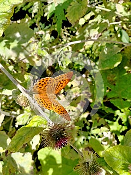 Orange butterfly on dispel
