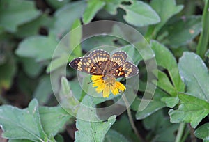 Orange butterfly dorsal view while feeding nectar