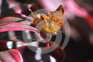 Orange Butterfly On the Edge of a Red Leaf