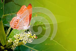 Orange Butterfly on Euphorbiaceae flower plant. Larger Harlequin