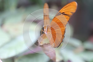 Butterfly Facing Forward