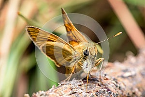 Orange butterfly in family Hesperiidae - European skipper - closeup