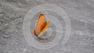 Orange Butterfly on the floor