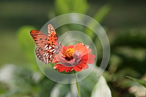 Orange butterfly on a flower