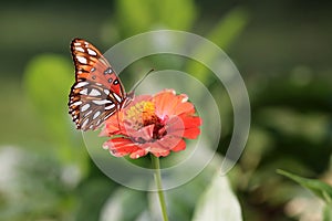 Orange butterfly on a flower