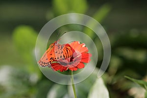 Orange butterfly on a flower