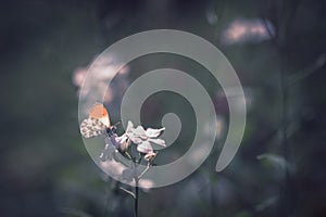 Orange butterfly on flower