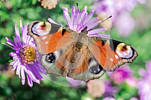 Orange butterfly on flower