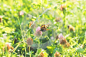 A orange butterfly on a flower of the red clover Trifolium pratense. A butterfly on a wild clover flower in green grass. Wild