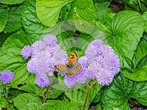 Orange butterfly in the fuerst pueckler park in bad muskau
