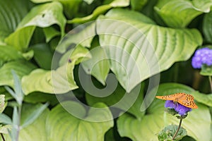 Orange butterfly in the fuerst pueckler park in bad muskau