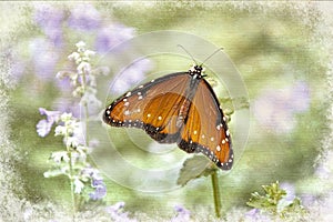 Orange Butterfly in garden on purple flowers