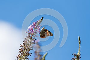 An orange butterfly gathers nectar from a lavender flower