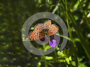 Orange butterfly Glanville fritillary Melitaea cinxia sits on a violet flower on a green background