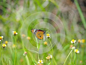 Orange butterfly on grass flower white yellow. Blur the natural background in green tones.