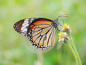 Orange butterfly on grass flower white yellow. Blur the natural background in green tones.