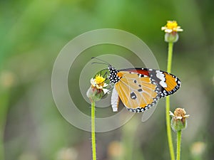 Orange butterfly on grass flower white yellow. Blur the natural background in green tones.