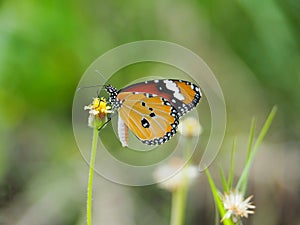 Orange butterfly on grass flower white yellow. Blur the natural background in green tones.