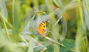 Orange butterfly on the grass Insect animal