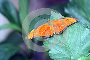 Orange butterfly on green leaf